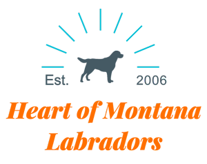 Heart of Montana Labradors